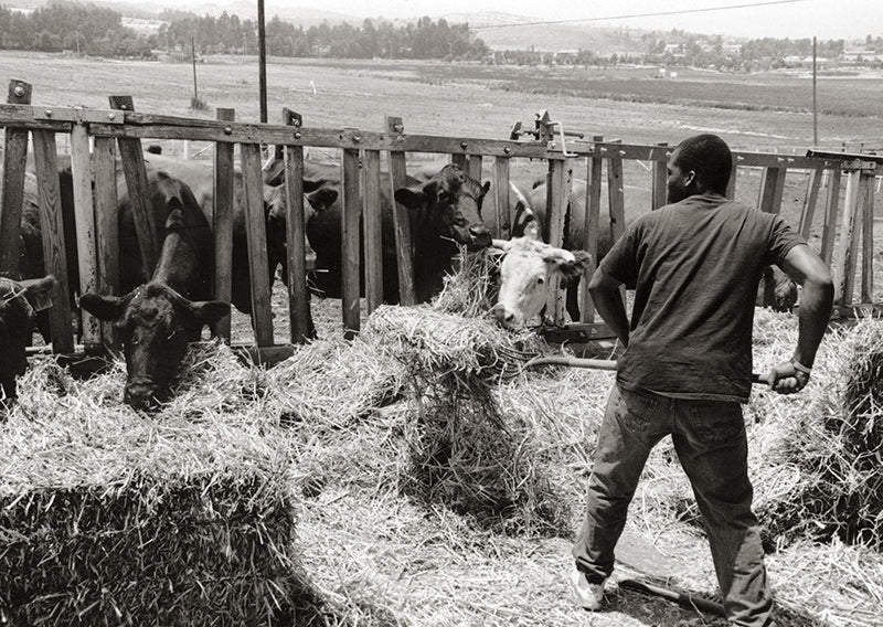 Win-Win Agreement Benefits Boys Republic Agriculture Students