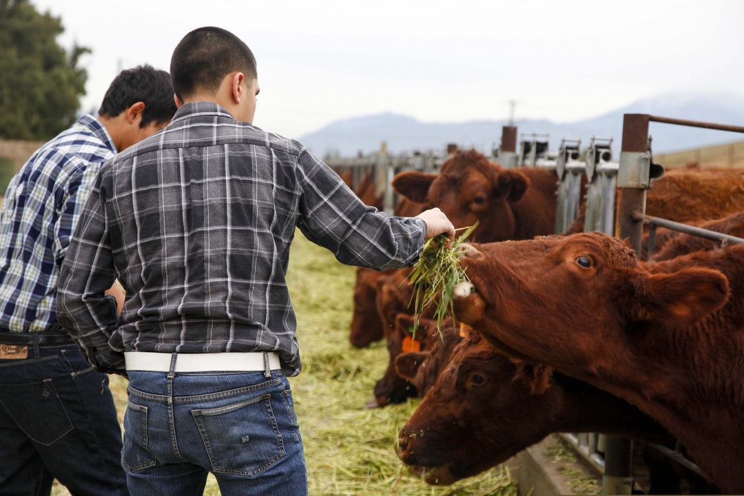 Farming Tradition Yields Student Growth